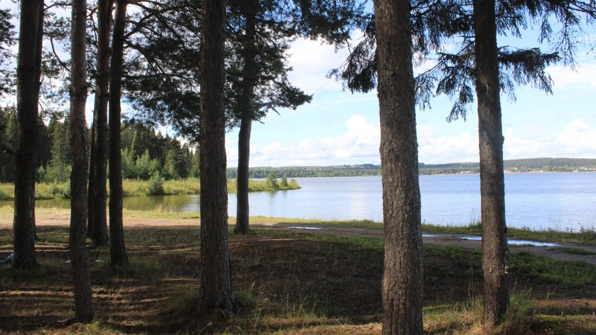 39 тысяч гектаров леса за один год намерены восстановить в Кировской области