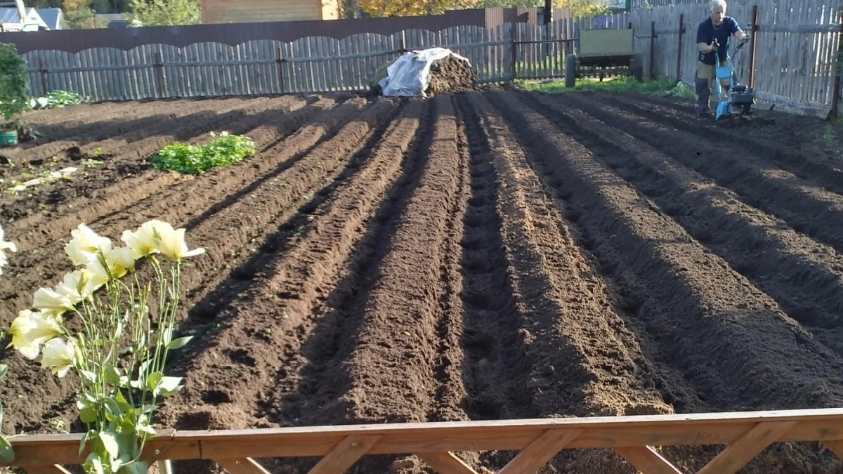 До 10 апреля киньте это на грядки - и к маю почва будет жирнее масла и рыхлее снега: без перекопки, огурцы в полном восторге