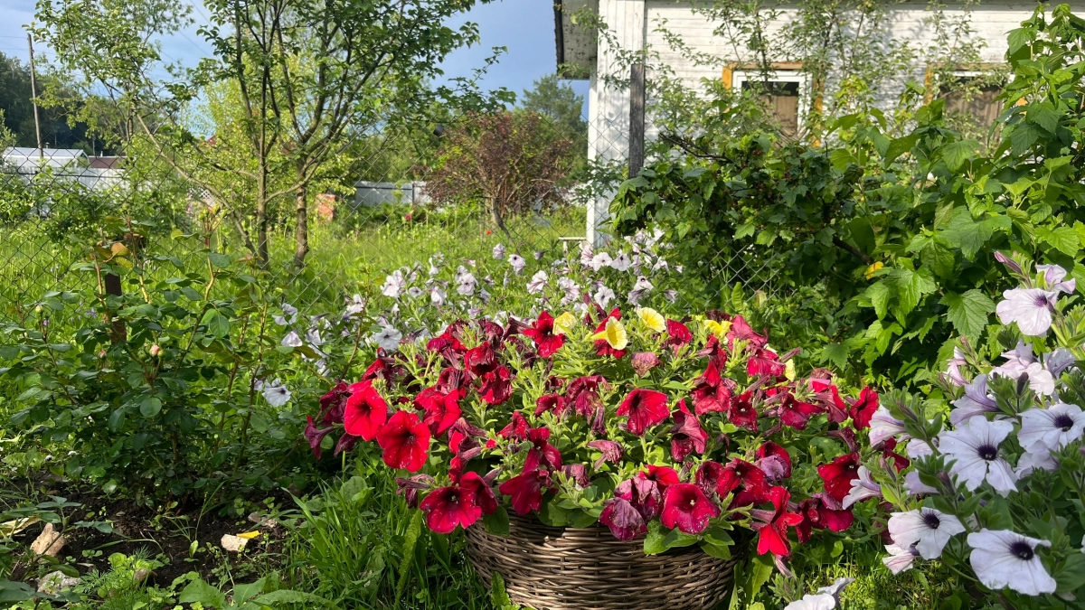 Яркий ковер в сад за один сезон: многолетники, цветущие уже в первый год после посева
