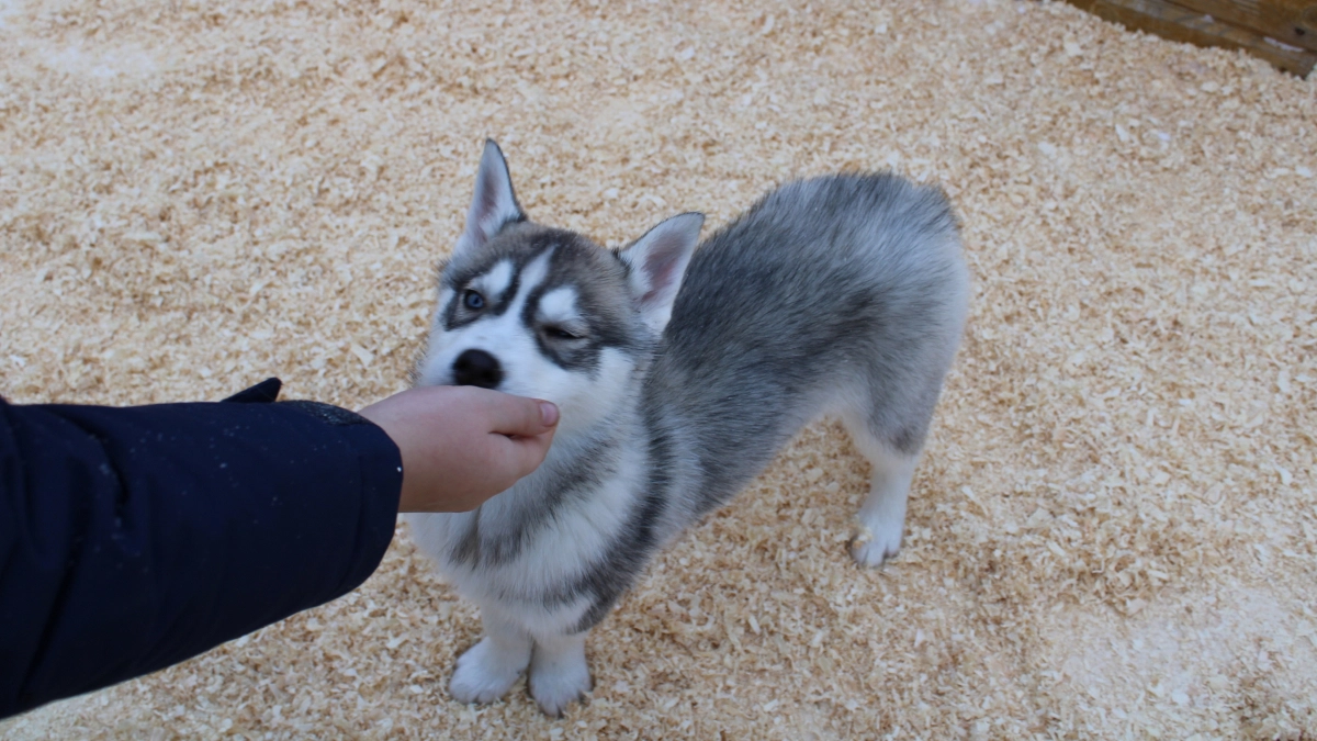 Пес Рекс напал на лузского школьника и создал своей хозяйке серьезные проблемы
