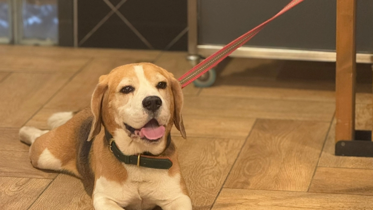 Кинологи назвали 7 пород собак, которые всегда будут рядом - их верность не знает границ