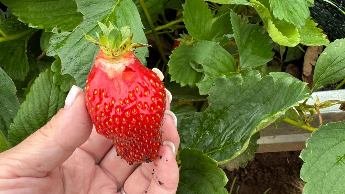 Секрет крупной и сахарной клубники: чем подкармливаю сразу после схода снега - простая формула