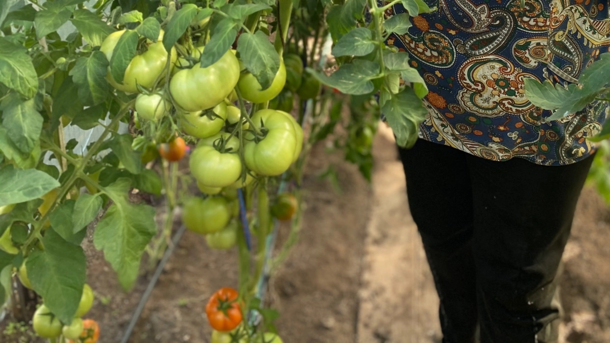 Помидоры без заморочек: топ-3 урожайных сорта, которые растут сами и кормят всю семью