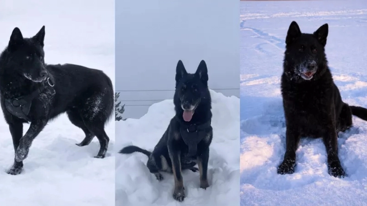 В Кирове три полицейские овчарки с необычными кличками не могут найти себе семьи