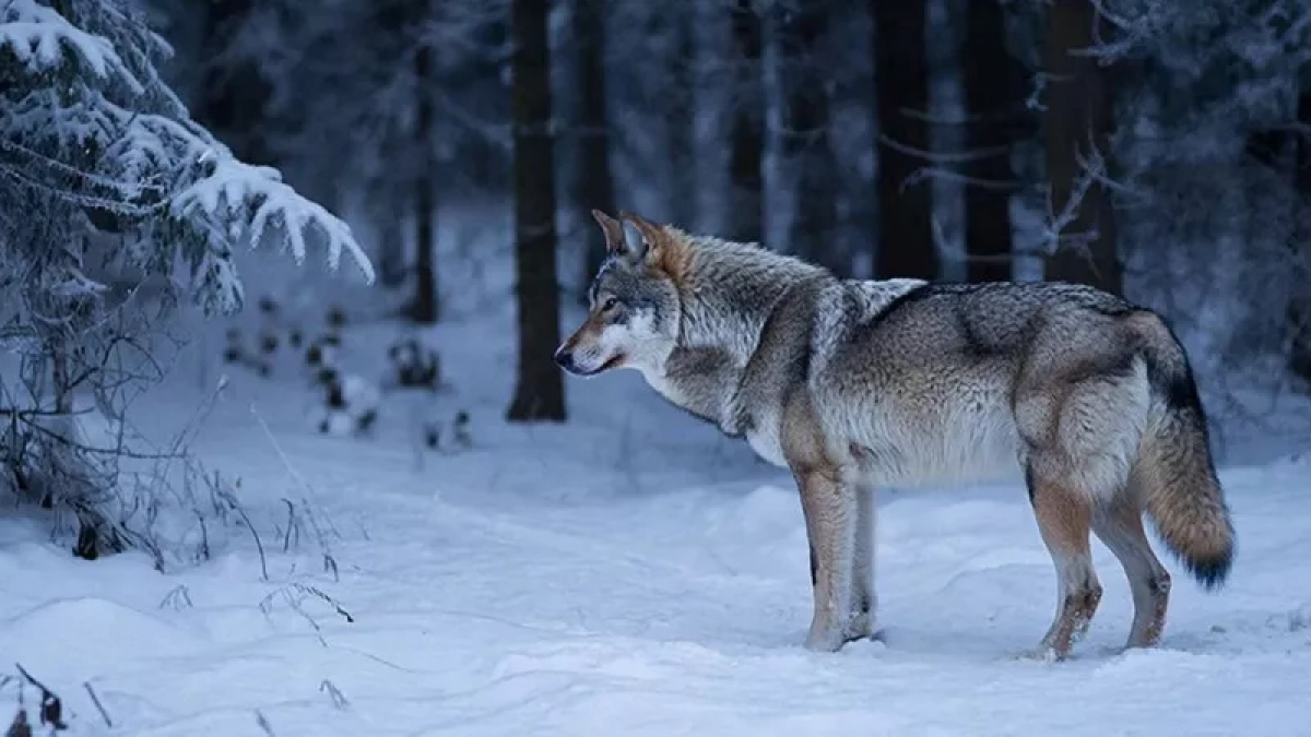 В Кировской области охотники добыли 144 волка с начала года