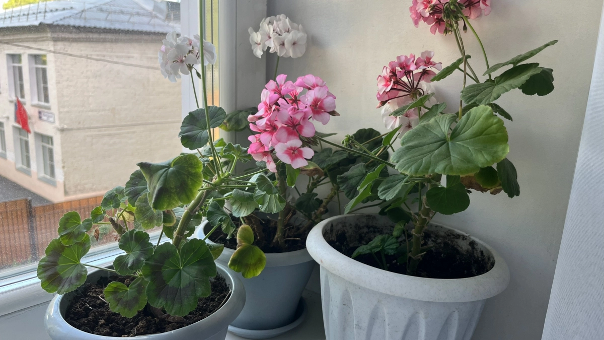 Даже бесплатно не берите: зря потратите деньги, если купите эти растения - они окажутся в мусорке