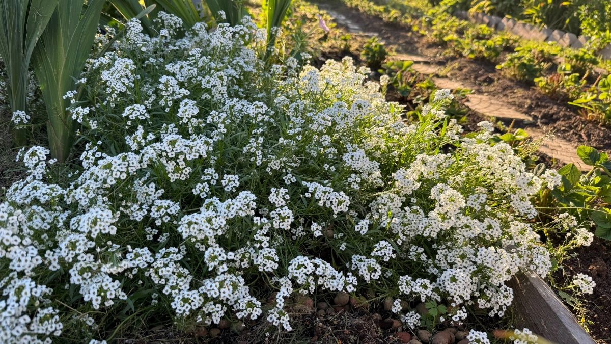 5 растений для клумбы "как с картинки" - маленькие, но эффектные