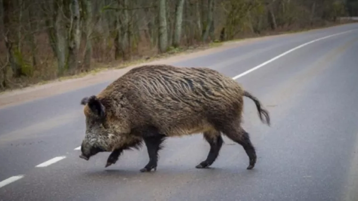 Кировчане смогут поучаствовать в распределении лицензий на стрельбу по кабанам