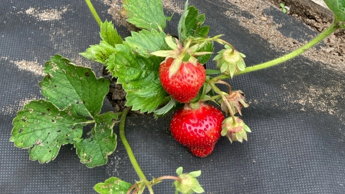 Внесите 2 ложки под куст в апреле - и клубника станет сахарной, как мед: крупняк вырастет благодаря трем витаминам