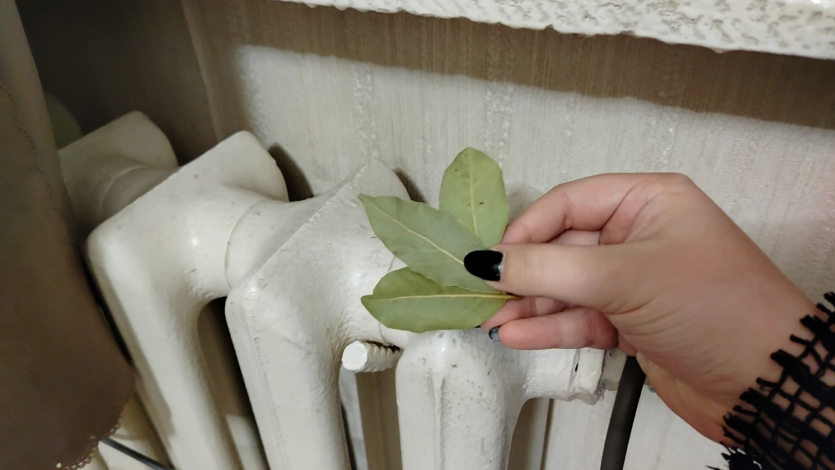 Зачем дома поджигают лавровый лист: старинная хитрость, которая работает и сейчас