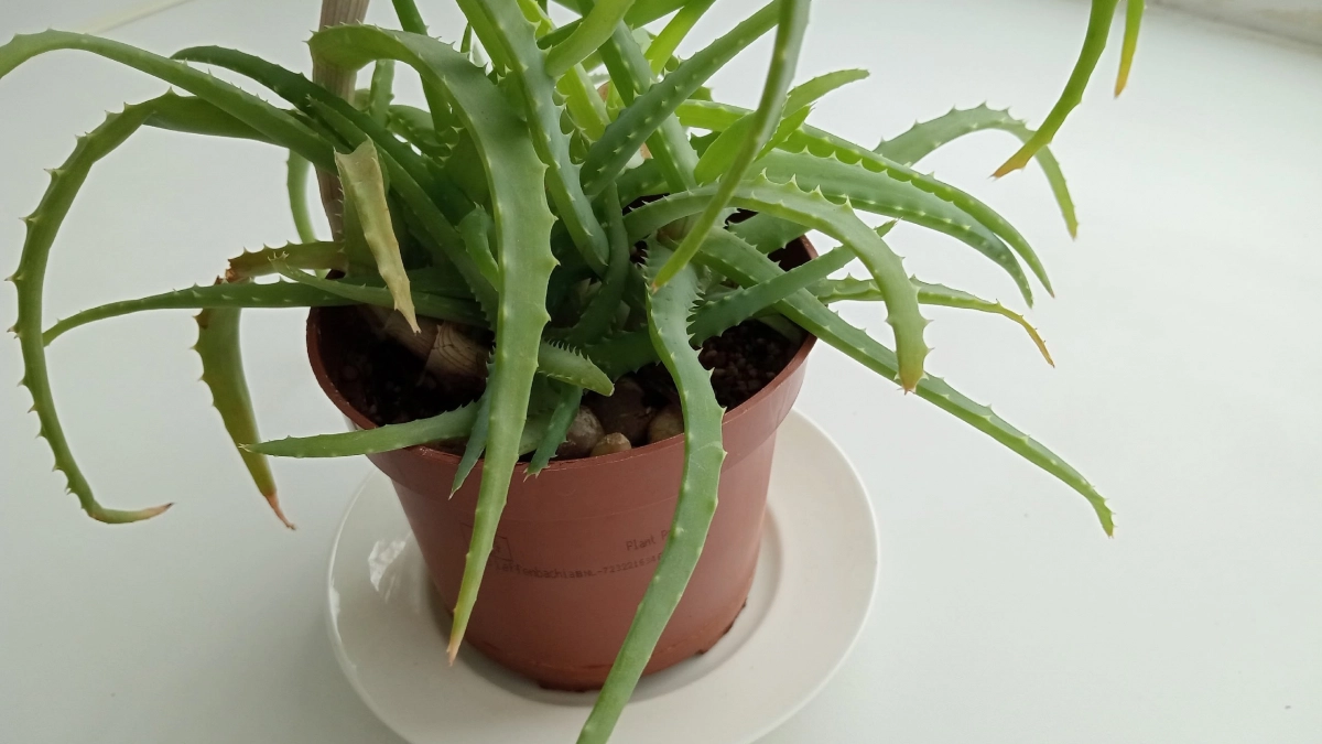 8 растений для кухни: и красиво, и полезно - украсят и помогут в быту