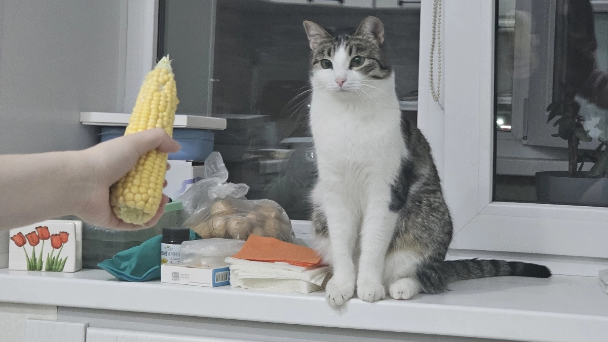 Что из человеческой еды можно кошкам: список безопасных продуктов, которые не навредят