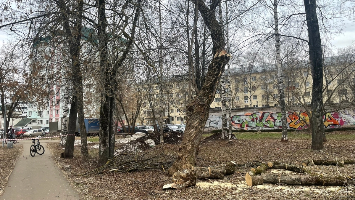 В Кирове продолжают убирать аварийные деревья, упавшие после урагана