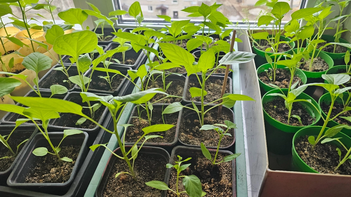 Коренастая и крепкая: подкормка, которая остановит вытягивание, но не рост