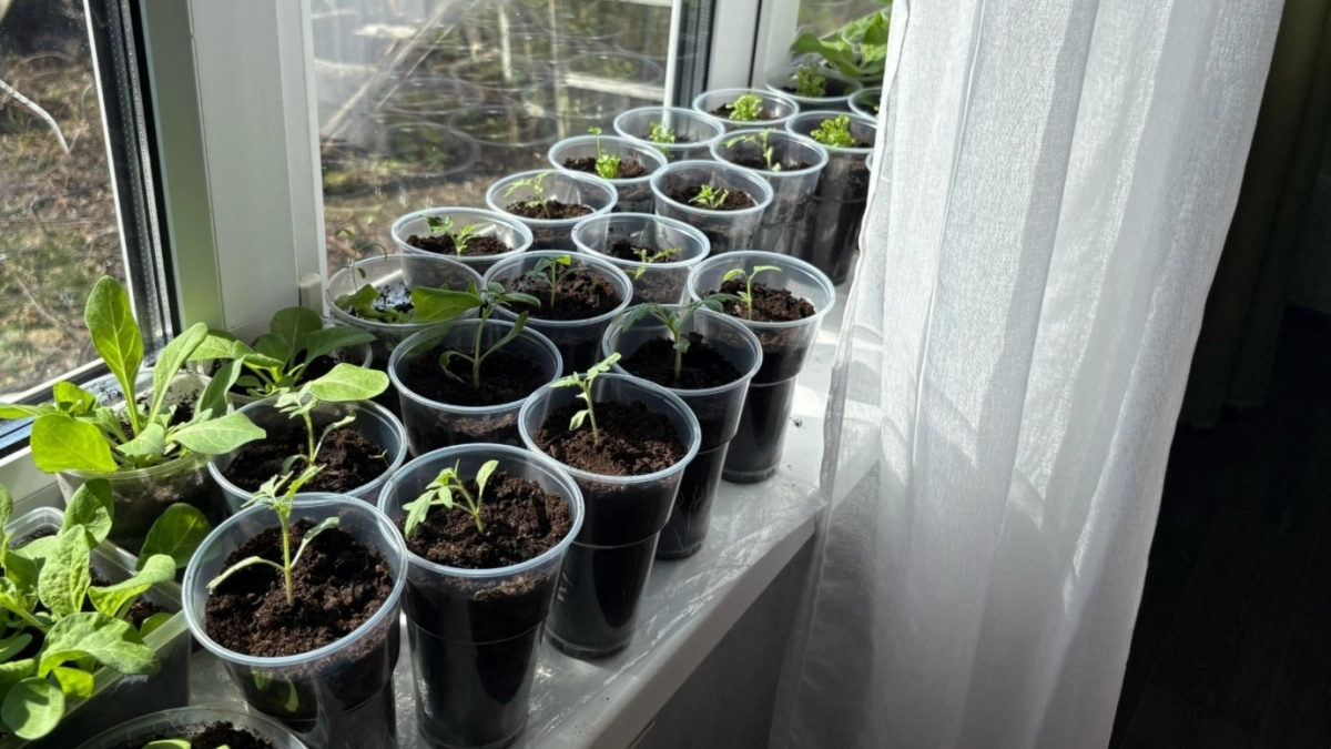 Посадила томаты в стаканы 200 и 500 мл и сравнила. Результат удивил - вот где выросла коренастая рассада