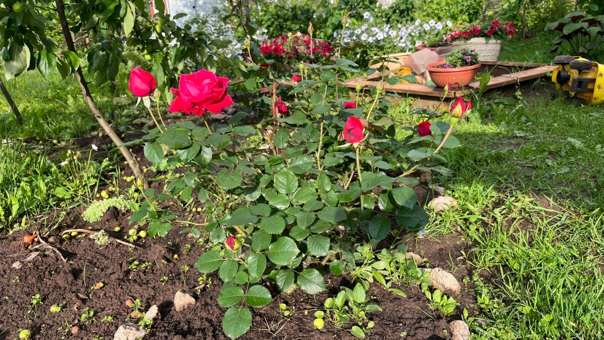 100 раз пожалеете: худшие растения для сада - даже даром не берите