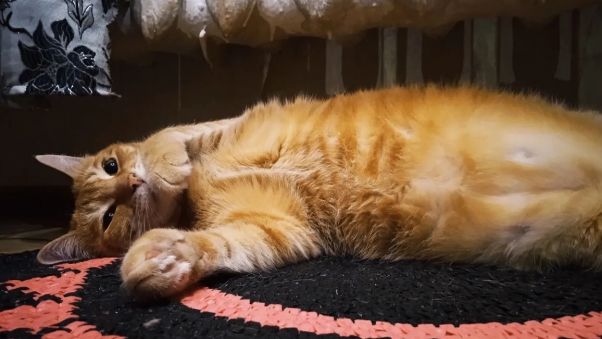 В Кирове продают рыжего кота за миллион