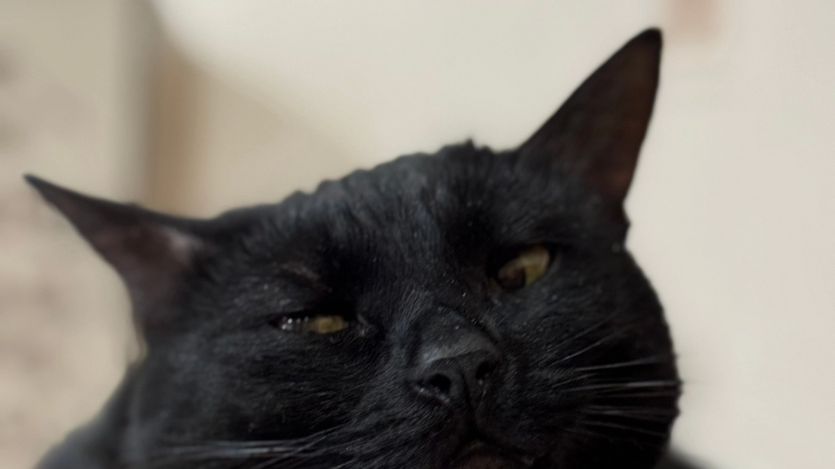 Почему кошки будят своих хозяев? Узнайте, что скрывается за их поведением