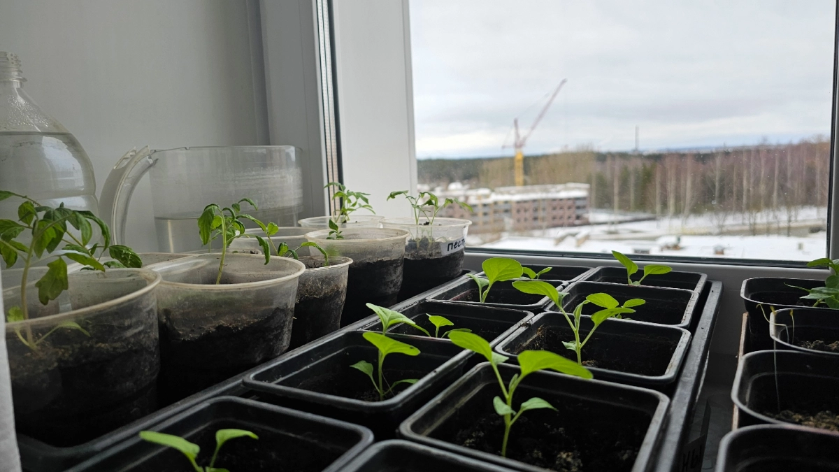 От худосочной до крепкой и здоровой за 5 дней. Первое и крайне важное удобрение для рассады томатов и перца