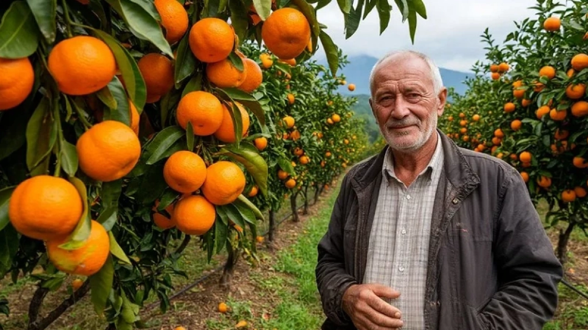 «Лучше сгниют на ветке»: владелец сада в Абхазии объяснил, почему качественные мандарины не везут в Россию