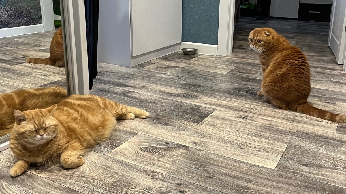 Какого котенка приютите? Выбор поможет выявить "тараканов", мешающих вашему счастью - психологический тест