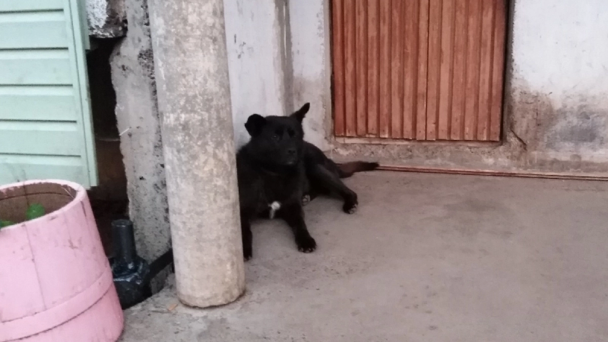 Уличная собака в Кирове укусила за ногу 15-летнюю школьницу