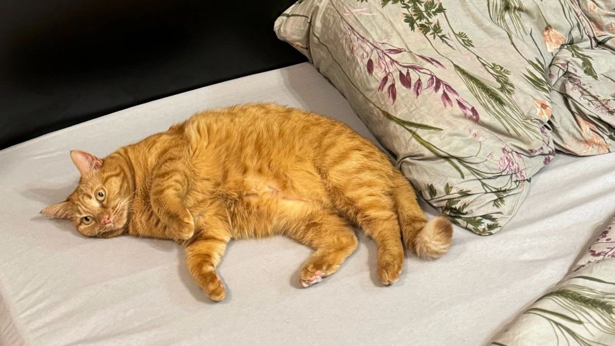 Почему нельзя наказывать кошку за плохое поведение? Объясняем раз и навсегда