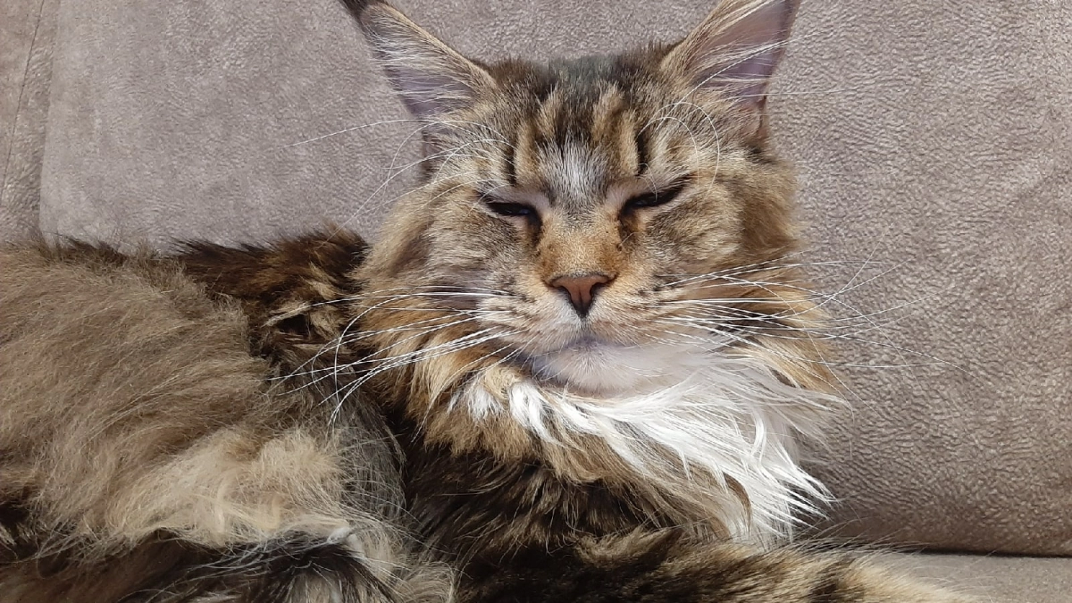 Какая порода кошек подходит вашему знаку зодиака - проверьте себя