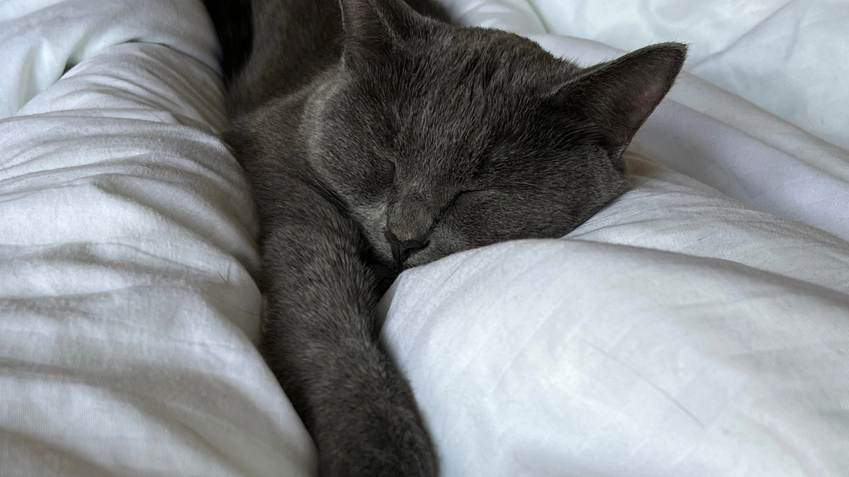 Как кошка прощается с вами навсегда: эти знаки легко распознать - главное, уметь их понимать