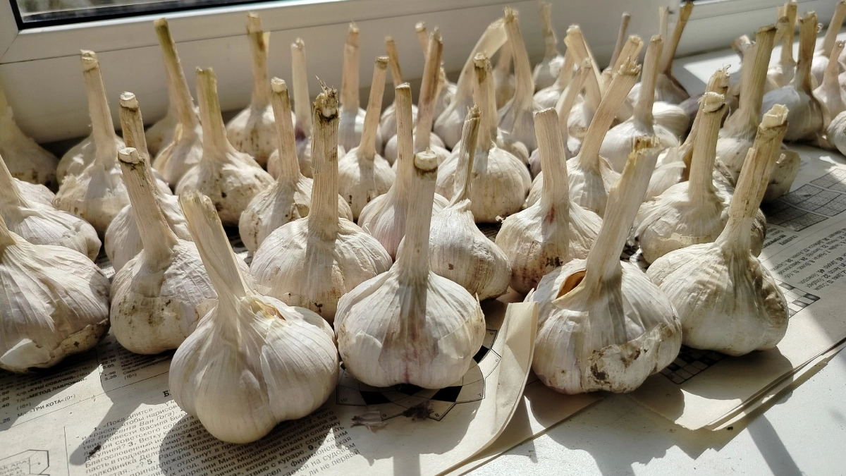 После схода снега чесноку - первым делом: многие забывают про эту важную подкормку и теряют половину урожая