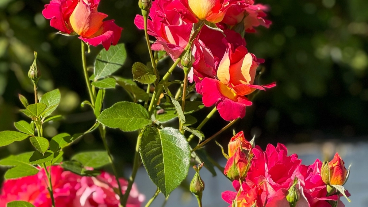 Мои главные цветочные ошибки: что я больше не буду сажать на даче - и вам не советую