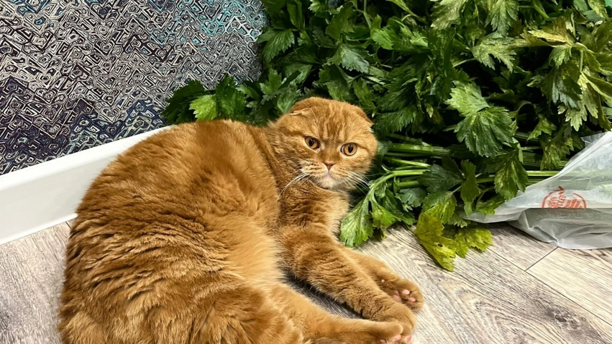 Не линяют, не воняют и не болеют - 4 лучшие породы кошек