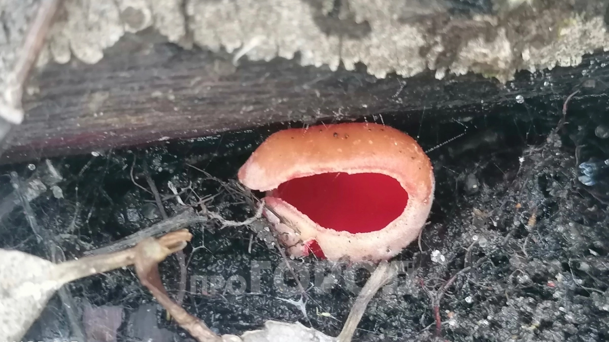 Ведьмин котелок и бабушкины ушки: в лесах Кировской области пошли первые грибы