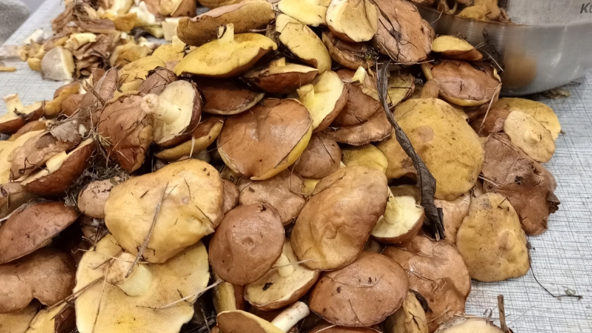 Врач объяснила, из каких съедобных грибов лучше не варить суп