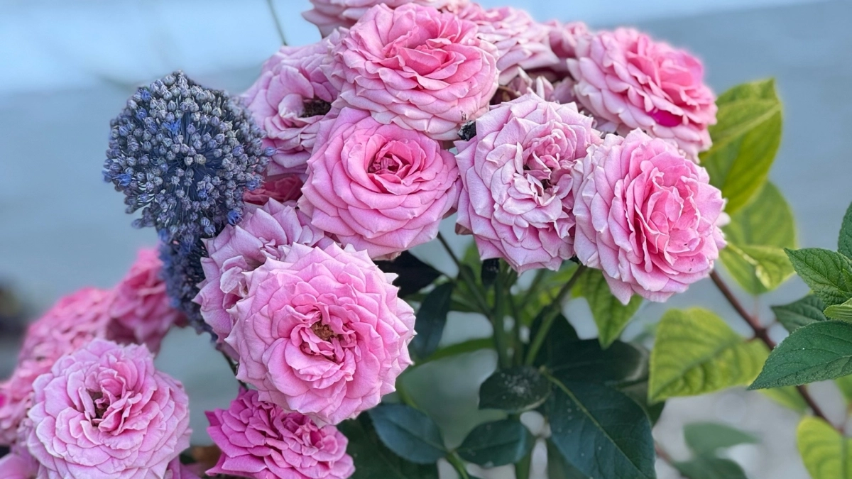 Уходит под снег в полном цвету: назван многолетник-чемпион, который радует глаз, когда сад уже засыпает