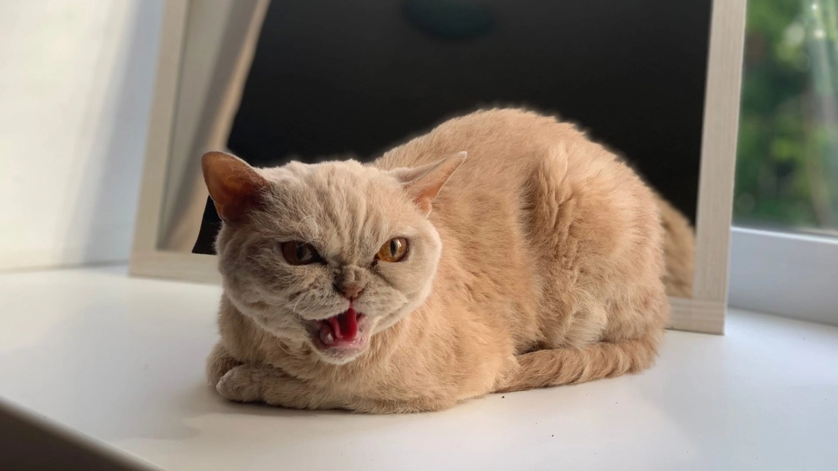 Выберите кошку - и откройте для себя сильные стороны своей личности: точность теста достигает 95%