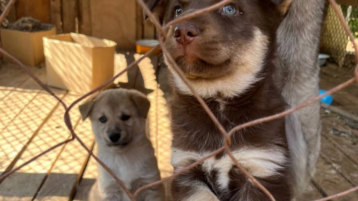 5 пород собак, которые обожают своих хозяев до потери пульса