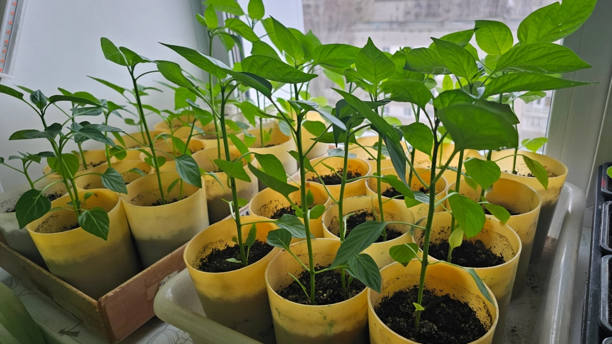 Рассада после пикировки скажет спасибо: 5 капель на литр воды - для мощных корней и крепких стеблей