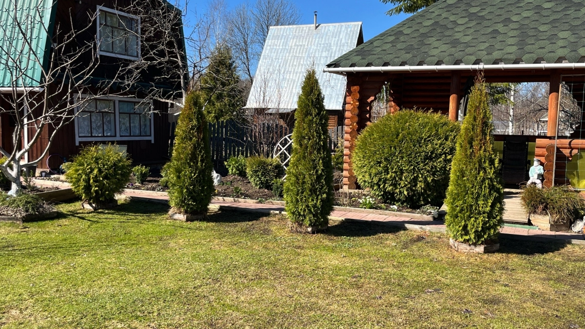 Какое дерево не стоит сажать на участке - огородники жалуются и вырубают уже на следующий год