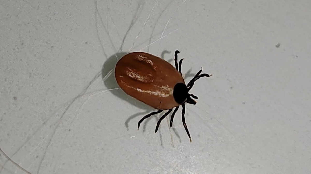 Защита от клещей за копейки: почему это лучше, чем любые баллончики из магазина