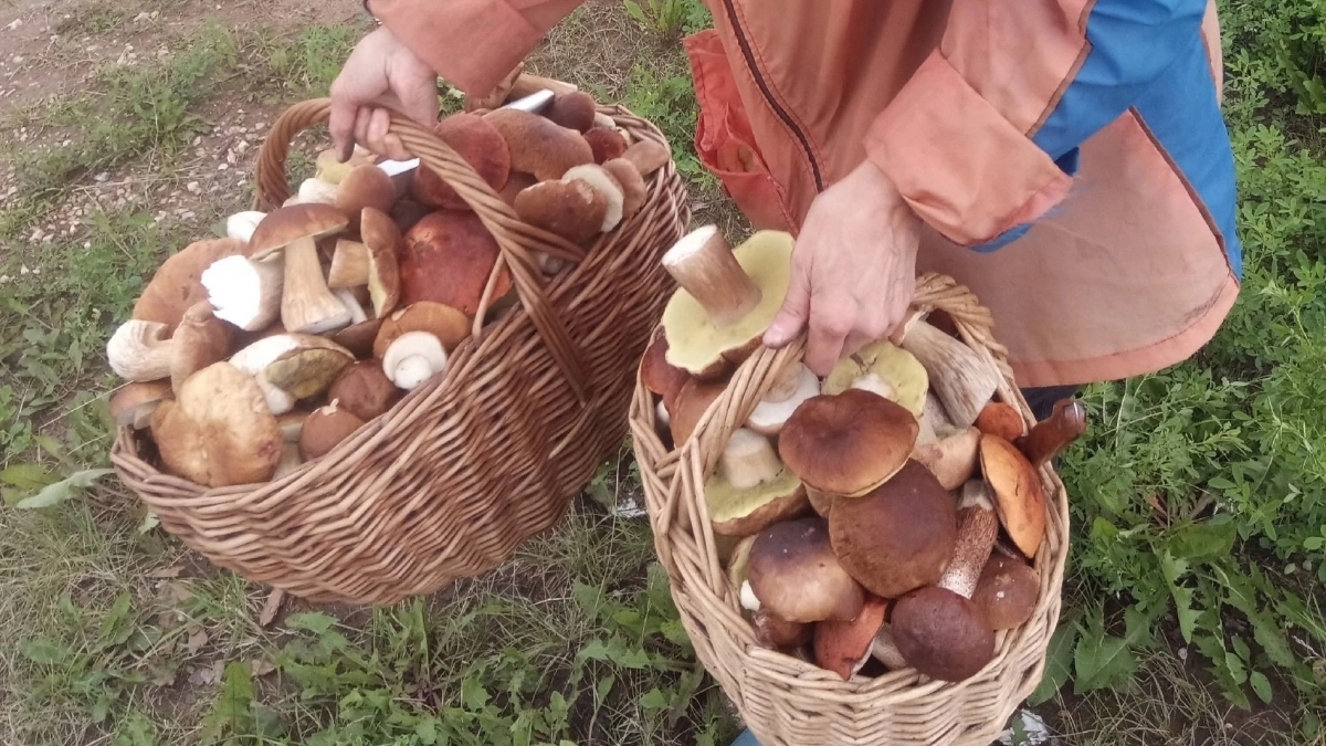 С детства неправильно научили собирать грибы. Червивые тоже нужно всегда брать, их можно легко и быстро почистить