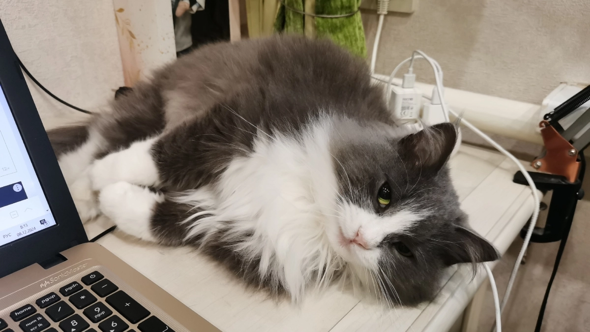 Чувствуют ли кошки потерю хозяина? Как они переживают утрату на самом деле