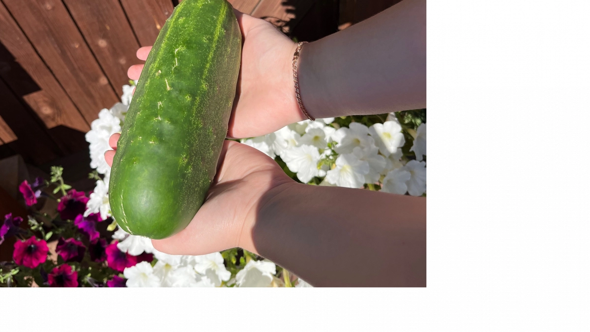 Замачиваю семена огурцов в молоке - и собираю по 2 ведра с куста: простой способ без лишних затрат