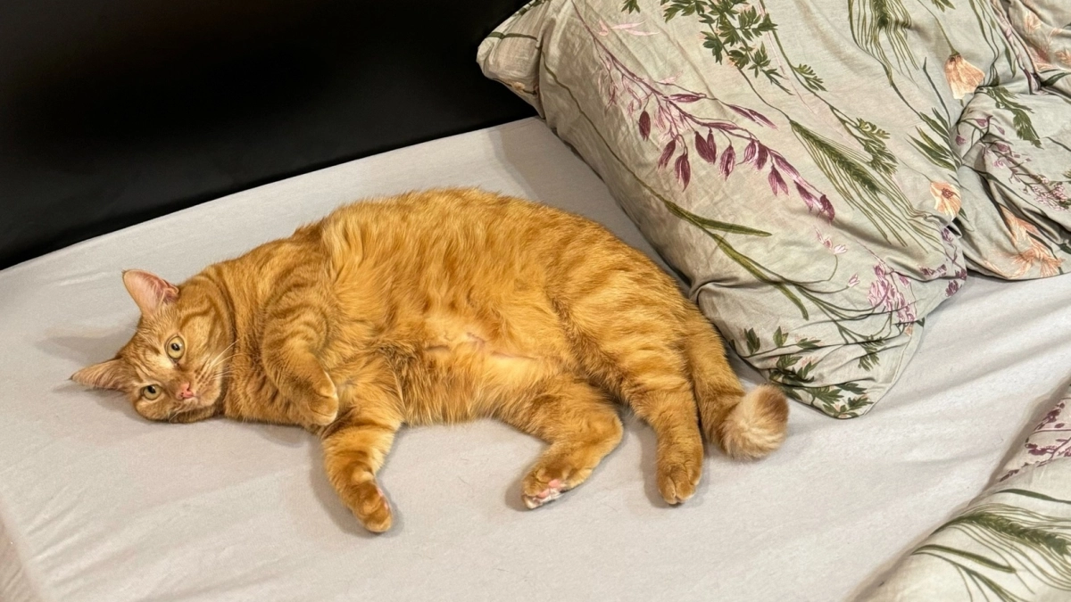 Обязательно ли гладить постельное белье? Окончательный ответ на вечный вопрос