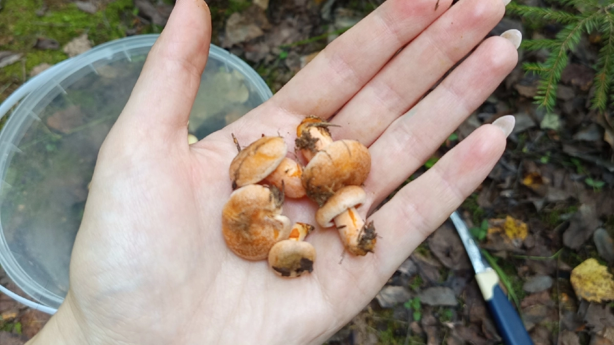 10 самых вкусных весенних грибов, которые стоит знать каждому - собирают все опытные грибники