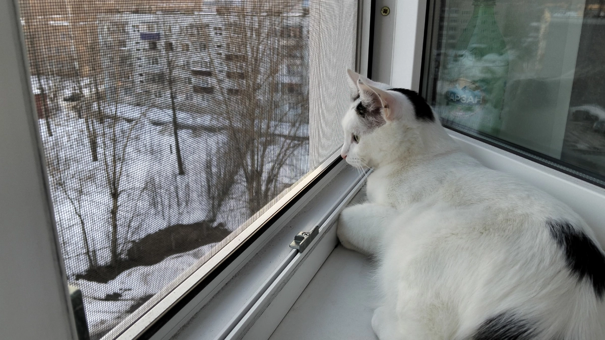 Кладу ложку на подоконник перед отъездом из дома - это помогает решить наболевшую проблему