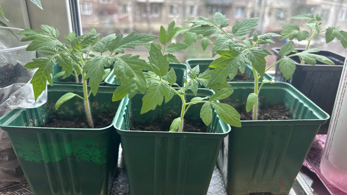 Копеечная подкормка за 10 рублей: 1 таблетка на стакан воды - и рассада томатов окрепнет