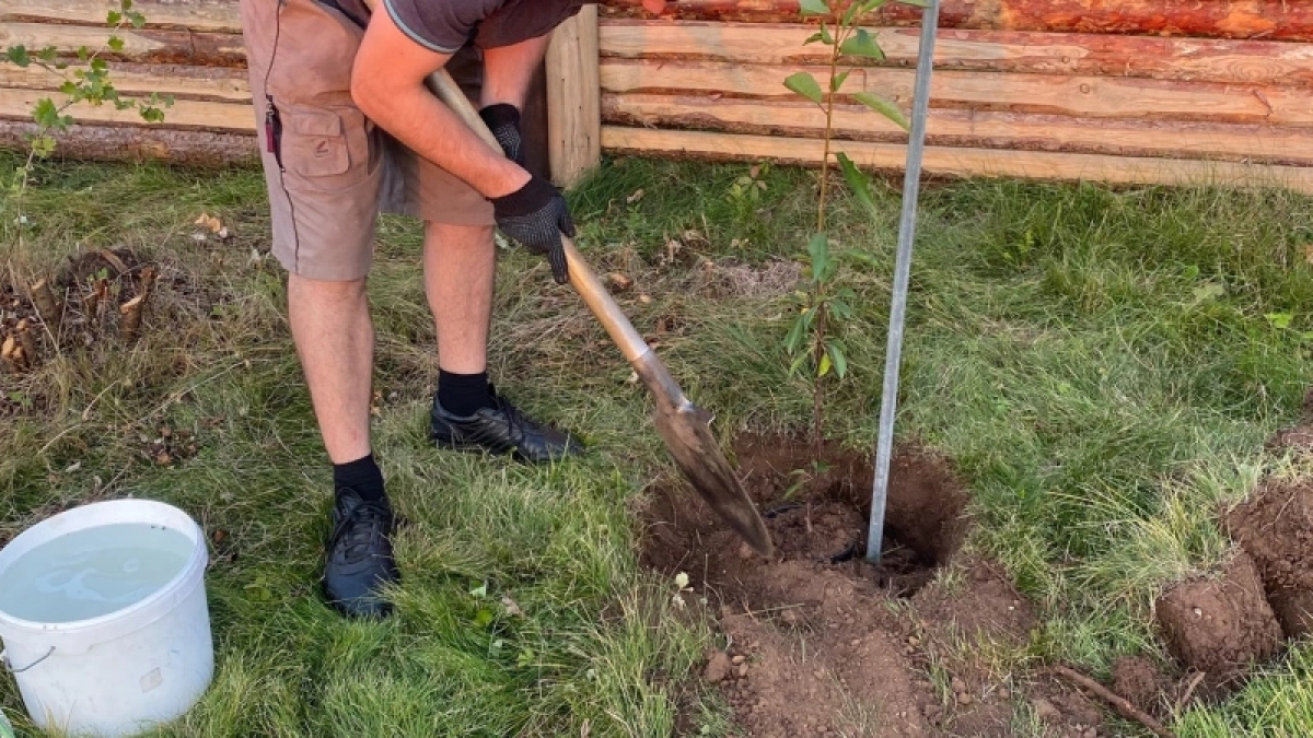 Лунный календарь садовода на май 2026: благоприятные дни для посадок и ухода за растениями