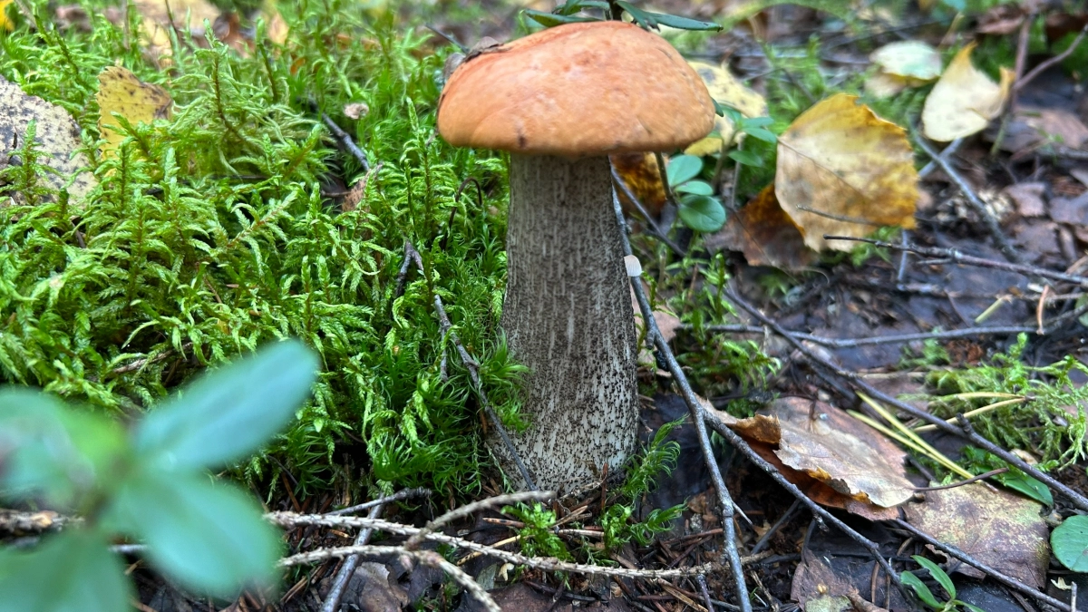 Какие грибы собирают весной, где искать и как вкусно приготовить - полный гид