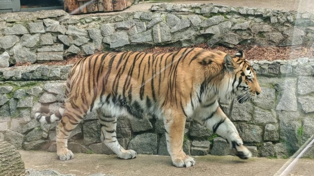 Узнайте, какое вы дикое животное по знаку зодиака - увлекательный тест